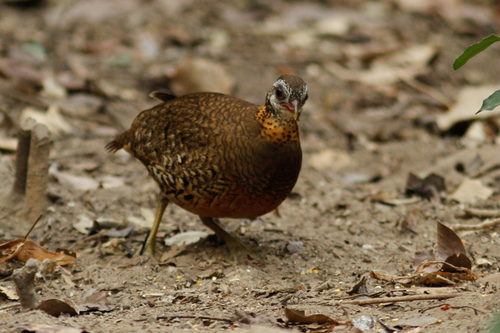 Tropicoperdix chloropus