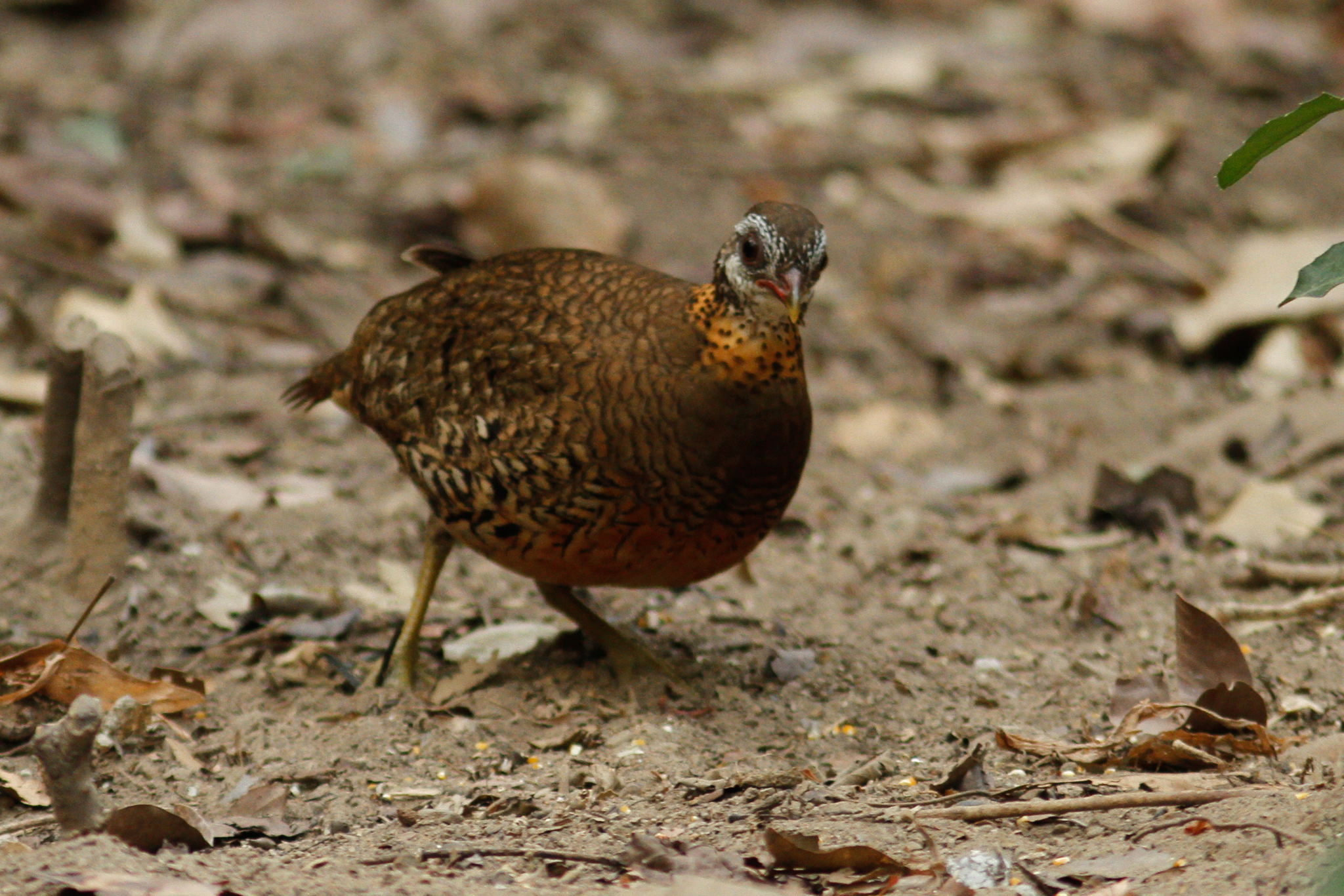 Green-legged Partridge