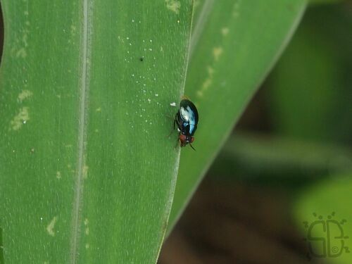 Spaniocelyphus palmi observed 2024-05-07