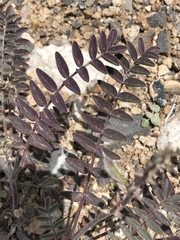 Astragalus minthorniae