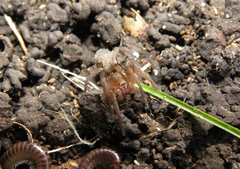 Asthenoctenus borellii