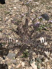Astragalus minthorniae
