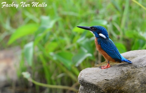 Alcedo atthis
