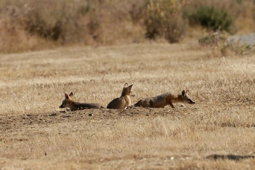 San Joaquin Kit Fox photographed in California