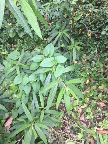 Image of Debregeasia longifolia by (c) Stephen Thorpe, some rights reserved (CC BY)