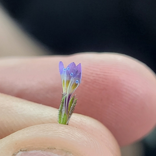 Image of Gilia brecciarum by (c) Konshau Duman, some rights reserved (CC BY)