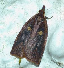 Planotortrix excessana