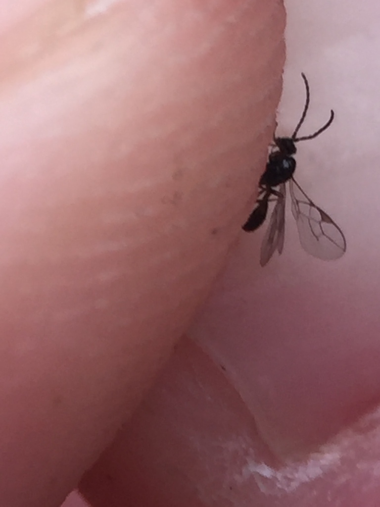 Braconid wasp