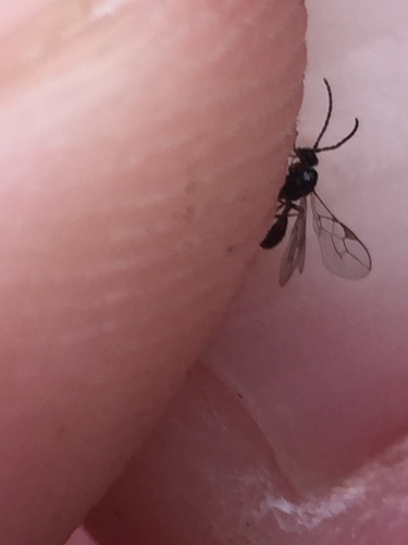 Braconid wasp