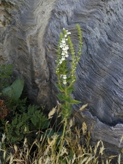 Anarrhinum duriminium