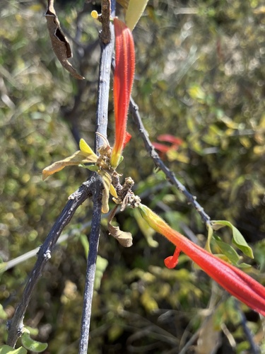 Anisotes rogersii, photograph 5