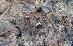 Agroiconota bivittata