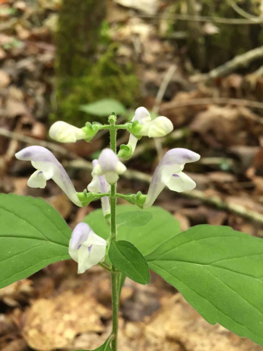 Scutellaria montana