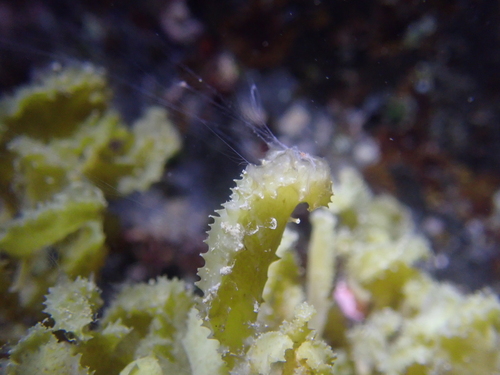 Sargassum cristaefolium observed 2024-05-06