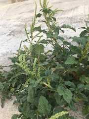 Amaranthus greggii