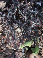 Euphorbia aeruginosa, photograph author not stated, no rights reserved