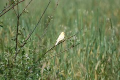 Serinus canaria domesticus