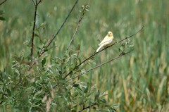 Serinus canaria domesticus