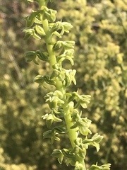 Platanthera cooperi