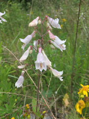 Penstemon