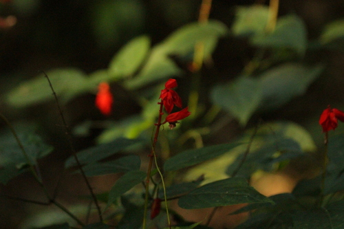 Image of Salvia splendens by (c) Bruno Luka de Souza Bambirra Silveira, some rights reserved (CC BY)