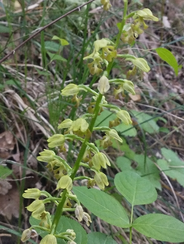 Image of Orchis punctulata by (c) Екатерина Кропочева, some rights reserved (CC BY)
