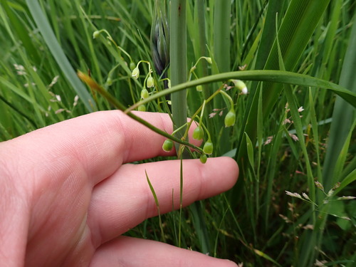 Image of Montia linearis by (c) Noah How, some rights reserved (CC BY)
