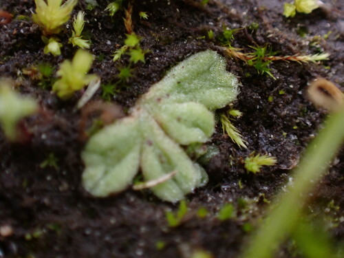 Image of Riccia beyrichiana by (c) Noah How, some rights reserved (CC BY)