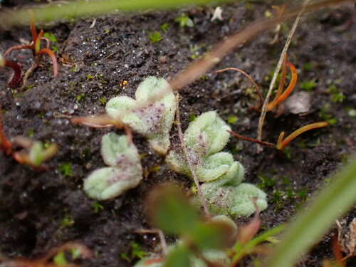 Image of Purple Crystalwort by (c) Noah How, some rights reserved (CC BY)