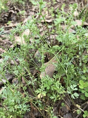 Ammoselinum butleri