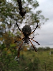 Trichonephila sexpunctata