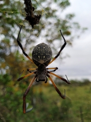 Trichonephila sexpunctata