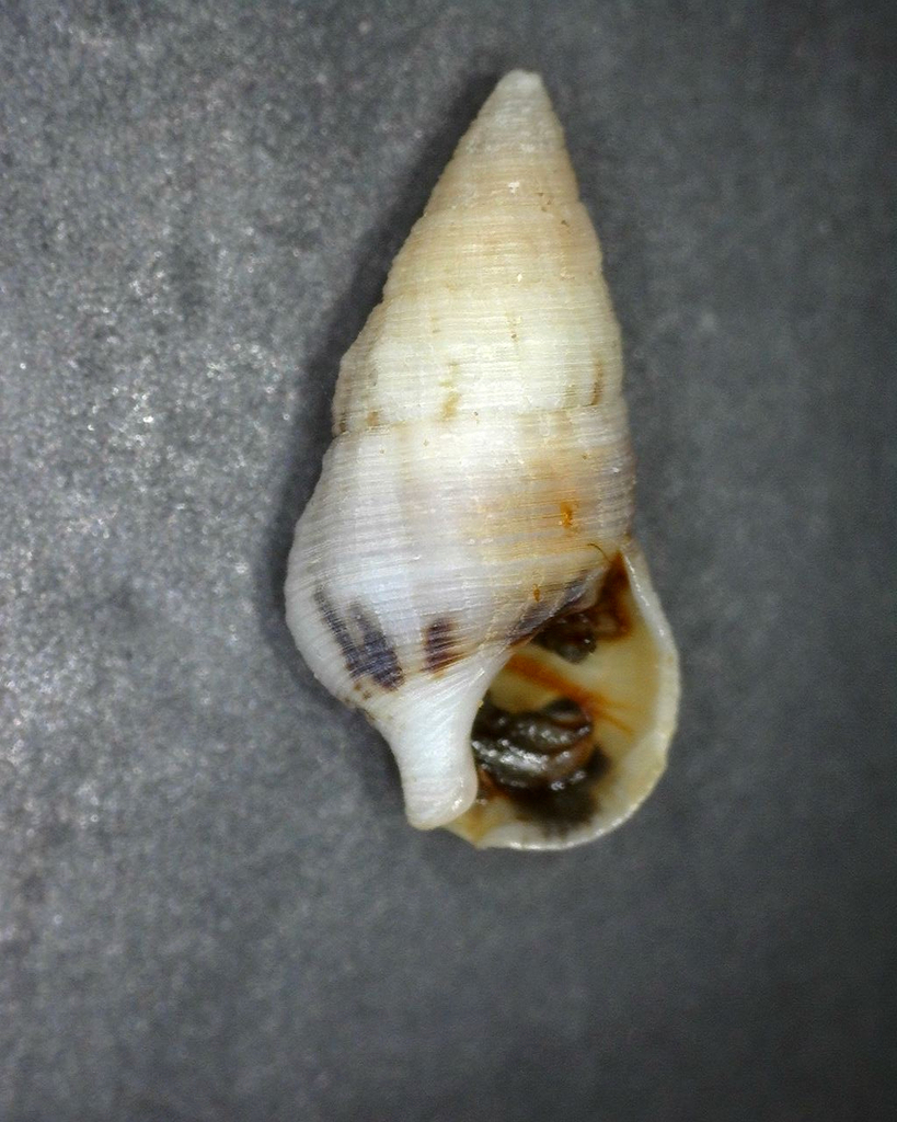 Cerithium egenum from North Pacific Ocean, Holualoa, HI, US on May 5 ...