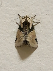 Cecrita varona