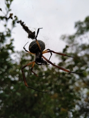 Trichonephila sexpunctata