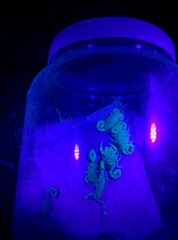 Centruroides elegans