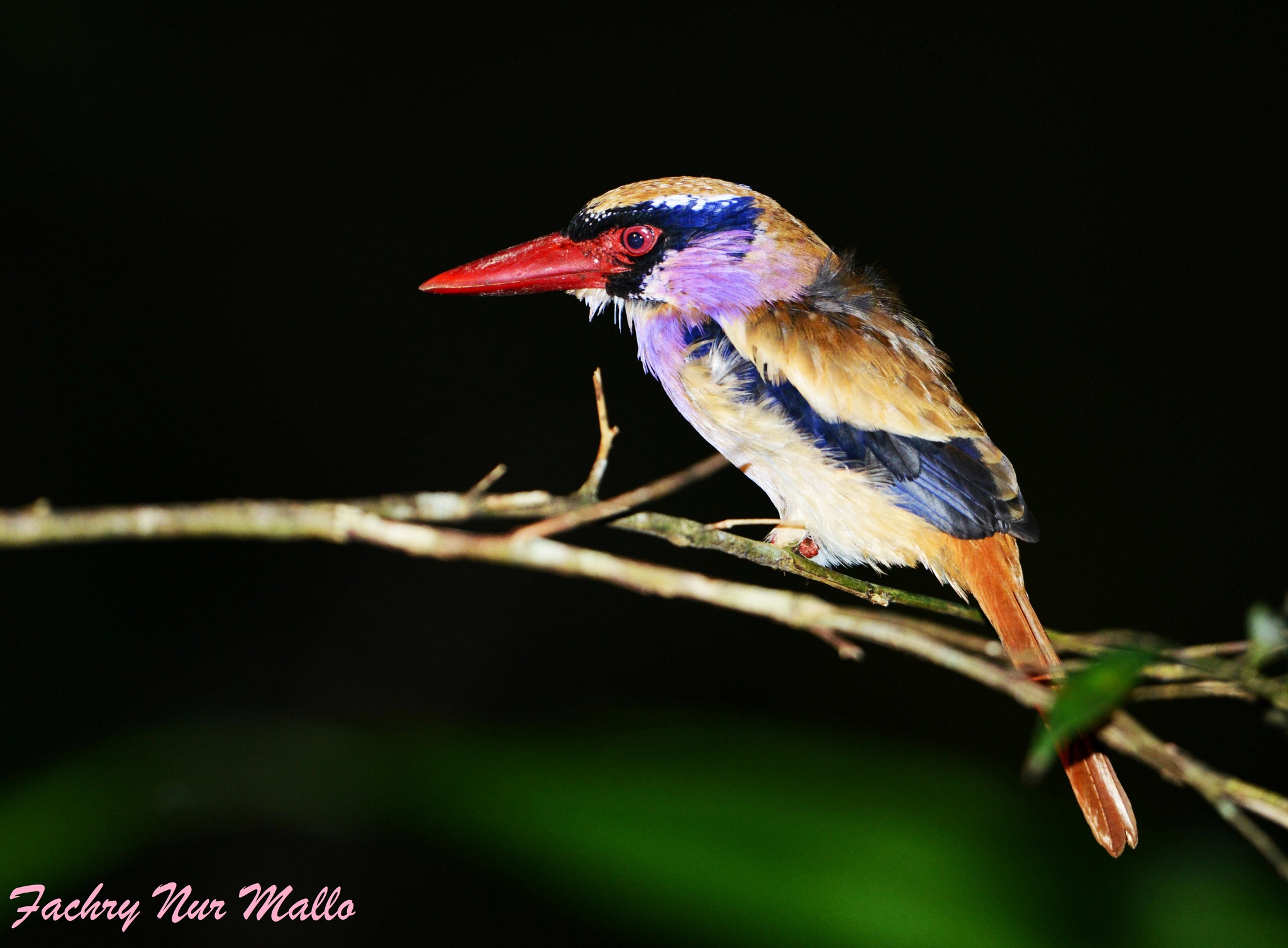 Sangihe Lilac Kingfisher (Cittura sanghirensis)