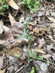 Ammoselinum butleri