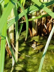 Pelophylax perezi