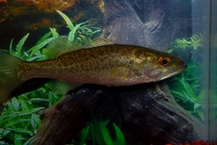 Micropterus salmoides