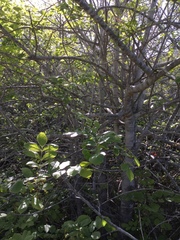 Fraxinus dipetala