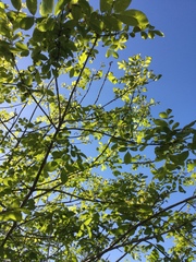 Fraxinus dipetala