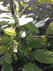 Fraxinus dipetala