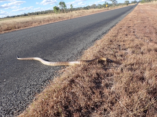 Black-headed Python sighting