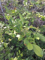 Fraxinus dipetala