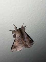 Apatelodidae