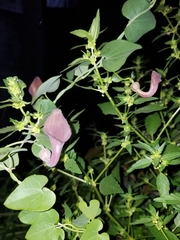 Aristolochia baetica