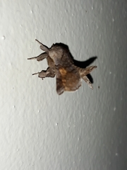 Apatelodidae