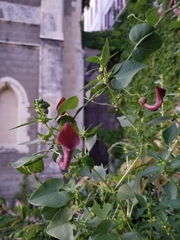 Aristolochia baetica