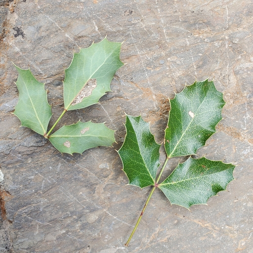Image of Berberis dictyota by no rights reserved